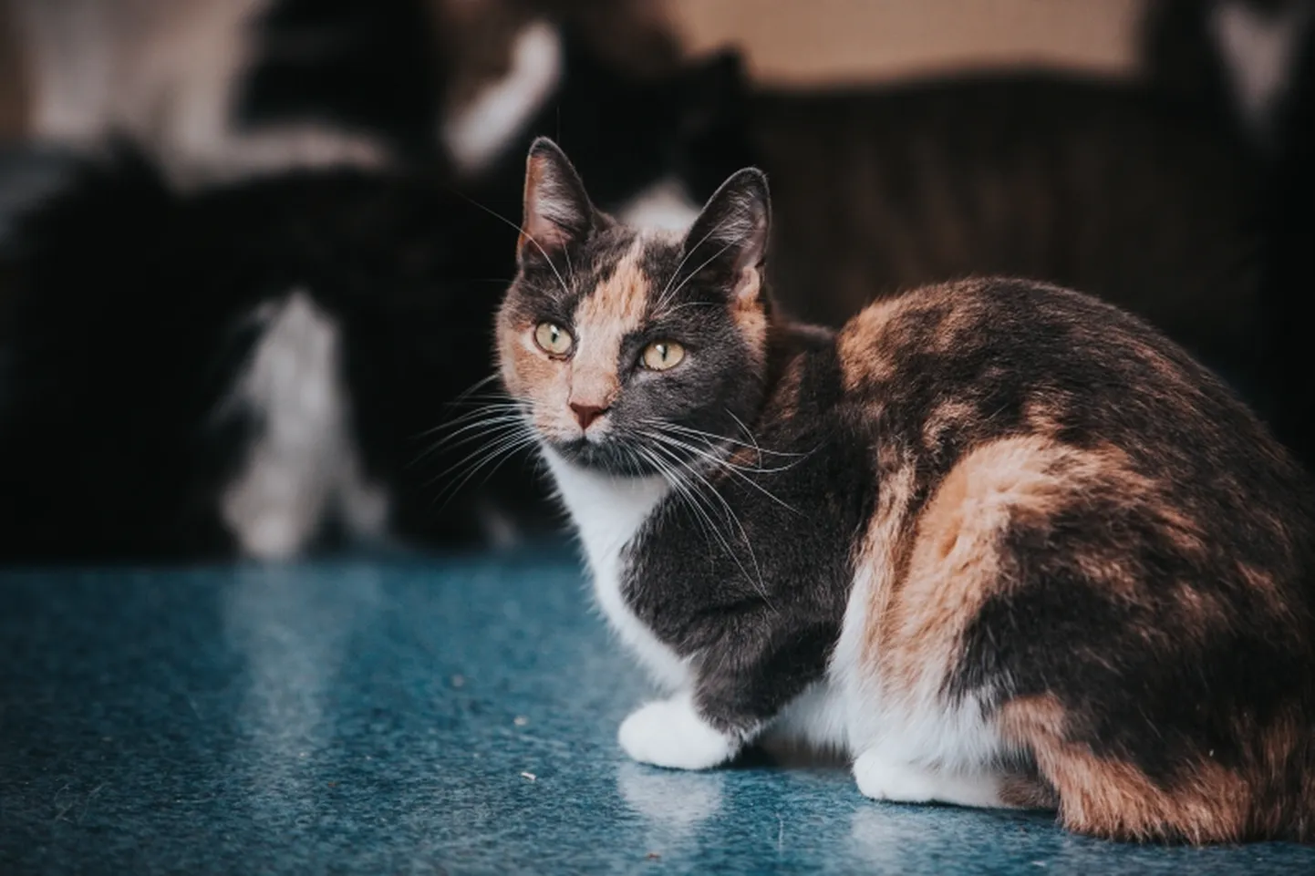 SÜDAMLIK ⟩ 5 aastat Pesaleidjas oodanud kass leidis lõpuks kodu