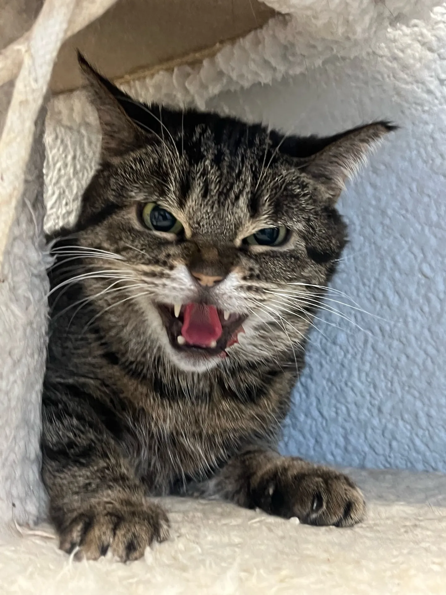 Varjupaiga kass jäi kõikidest hammastest ilma